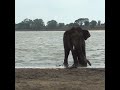 Wildlife officials trying to provide treatment to a single tusk elephant |野生動物当局が単牙ゾウの治療に努める#shorts