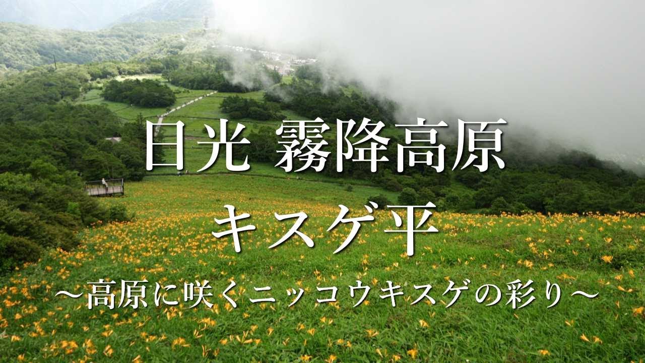 日光 霧降高原 キスゲ平 ～高原に咲くニッコウキスゲの彩り～ - YouTube