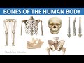 Human Skeletal System Quiz