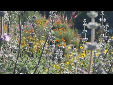 Video: Native Garden Plants - Cách thiết kế một khu vườn bản địa