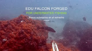 EDU FALCON FORGED - FOR UNDERWATER FISHING Pesca submarina en el estrecho Resimi
