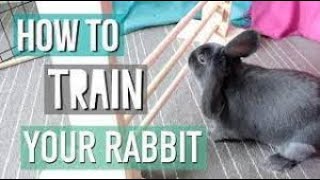 How To Teach Your Rabbit Tricks