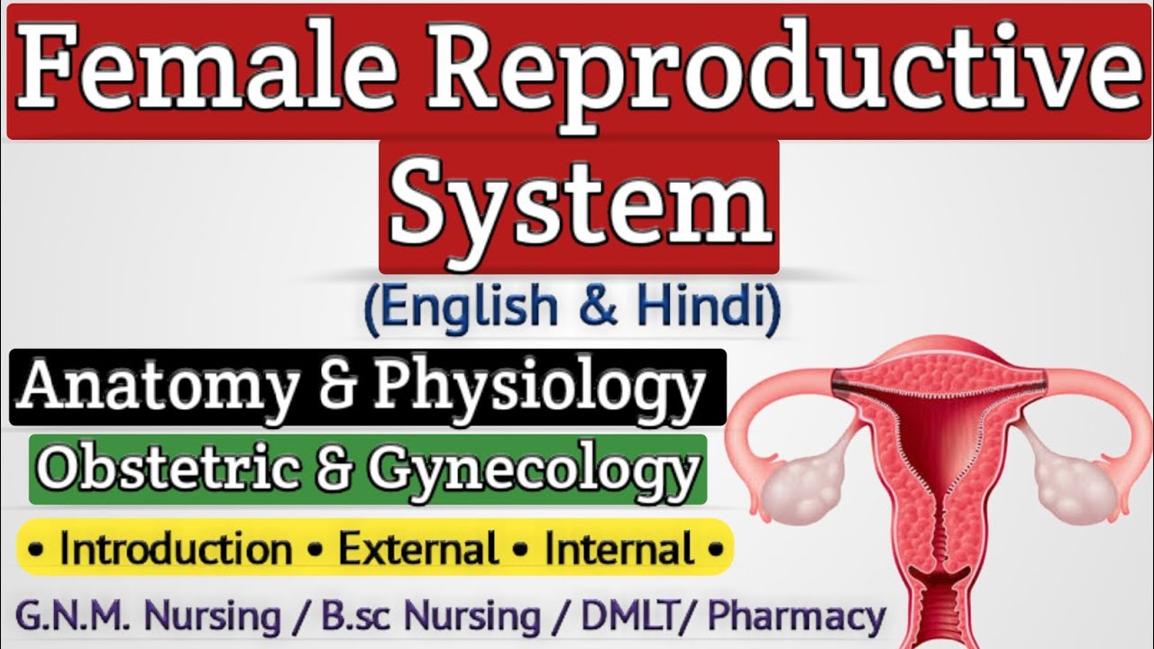 Female Reproductive System Lecture In Hindi / Reproductive System