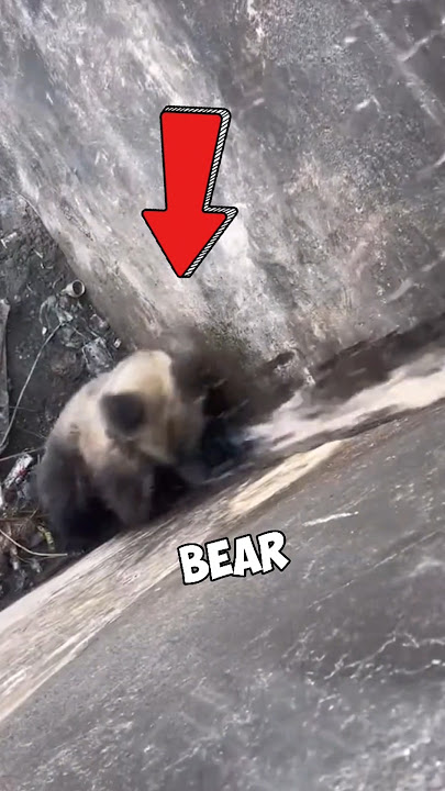 Download lagu GRIZZLY BEAR RESCUE! #shorts #animals