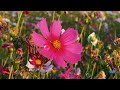 With the Scent of Flowers (с аромат на цветя)