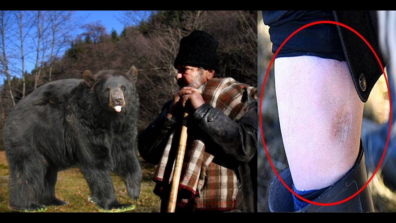 8 CIOBANI AU FOST RUPTI DE URS UNUL A MURIT SFASIAT DE BEREGATA - MOINEA CIOBANUL DIN VAIDEENI !