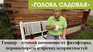 Голова садовая - Гамаир - лучший помощник от фитофторы, пероноспороза и прочих неприятностей