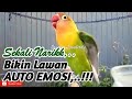 Sekali NARIKKK,.. Bikin Lawan AUTO EMOSI, Lovebird manapun Langsung Ramai ikut ngekek Bersautan