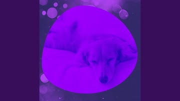 Pulsating Sleeping Dogs