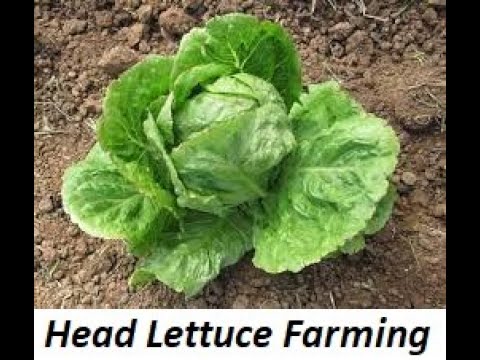 Mastering Head Lettuce Farming A 2024