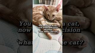 Things Nobody Warns You About Having a Cat #shorts #catshorts #cats #cutecats #relaxing