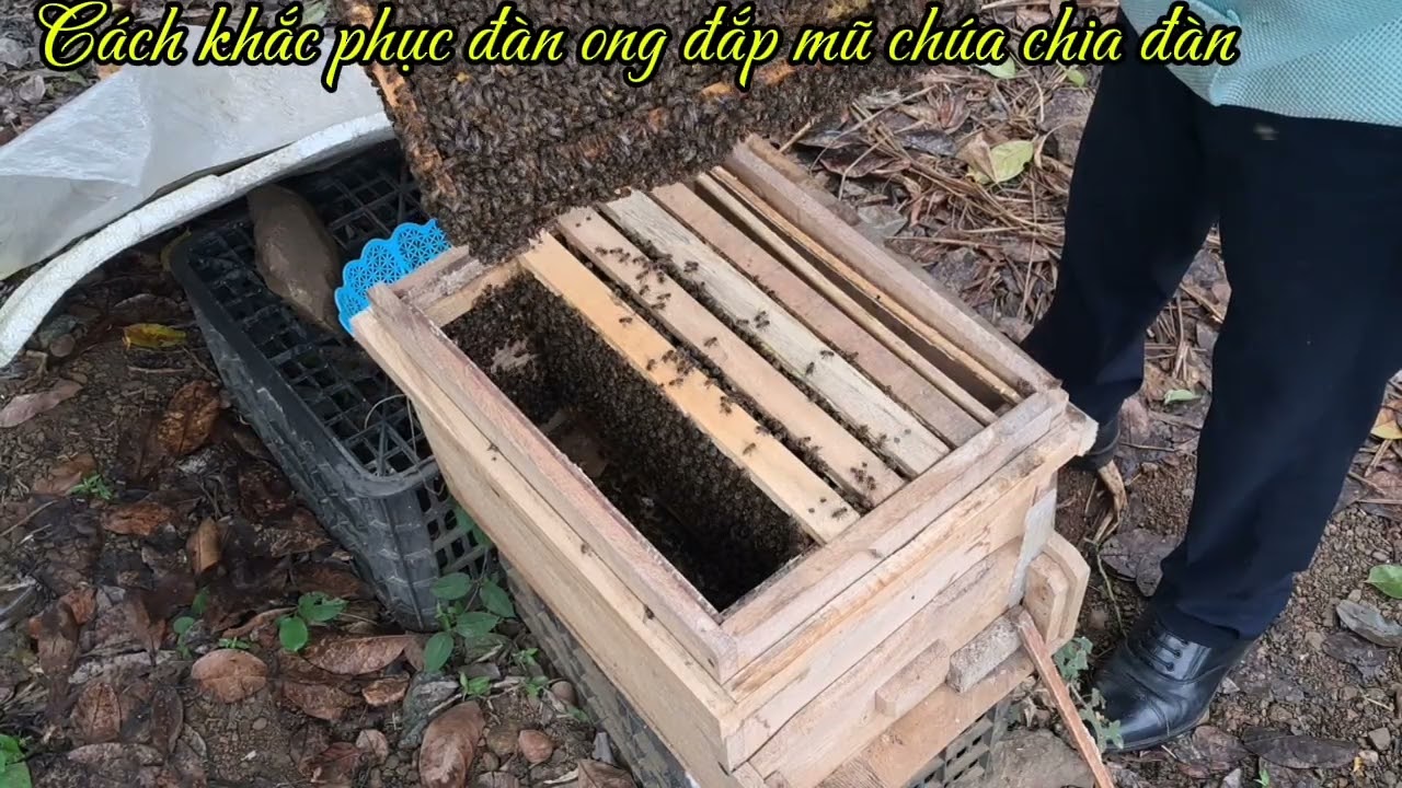 Cách khắc phục đàn đắp mũ chúa chia đàn sớm #kythuatnuoiong #