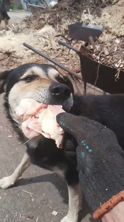 собаки довольны, благодарность подписчикам🔥🦮🐶🐕#shorts #собака #собаки # ...