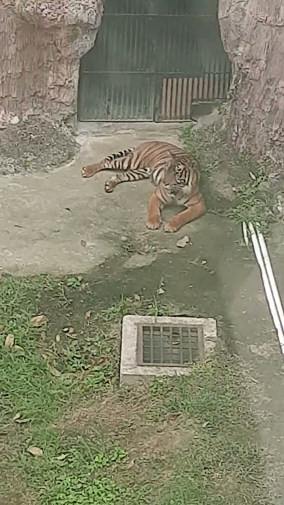 #harimau #tiger #animals #hewan #zoo