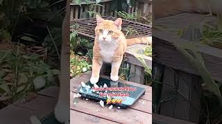 Download Lagu Lho Kok Marah #cat #funnyshorts #kucinglucu #kucingorensbarbar #catmoments MP3