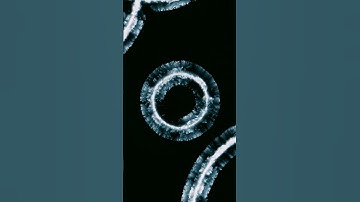 Halogenix - Lost Friends (Music Visualizer) | After Effects - Physarum Simulations