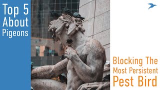 5 Things to Know About Pigeons 5 Things You Didn T Know About Pigeons