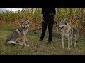 Czechoslovakian Wolfdogs &quot;Kuryak of Stellaburg&quot; Kennel 2020