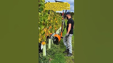 Vineyard Pruning Machine: Precision Trimming in Action