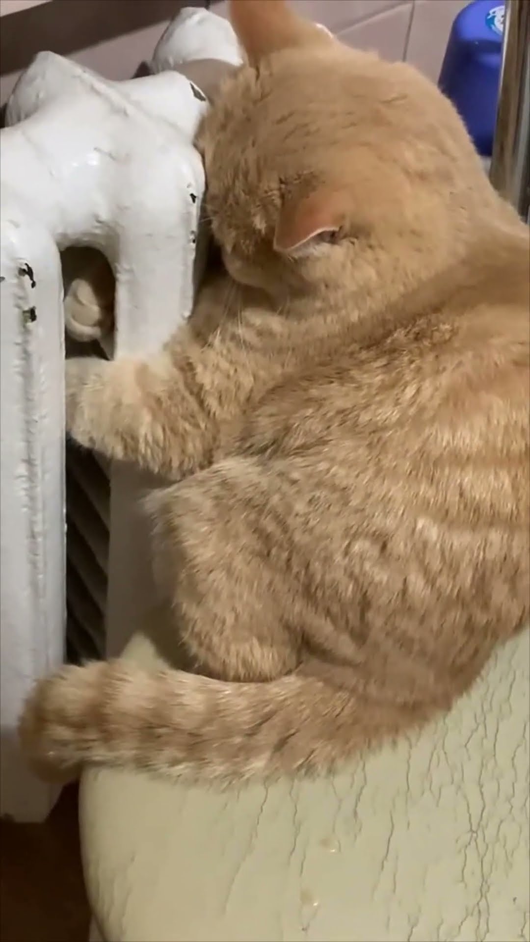 Kitty Enjoys the Warmth of the Radiator in a Quirky Pose