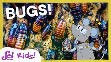 Respect the Insect! | SciShow Kids Compilation