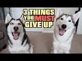 3 Things You MUST GIVE UP If You Want A Siberian Husky...