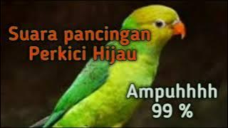 Full Suara Perkici Hijau untuk Pancingan dan pikat