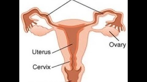 Salpingectomy CPT code - simplify medical coding