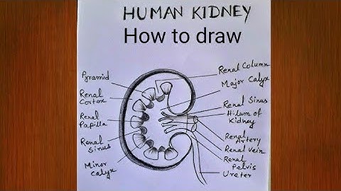 How to draw a Kidney / internal structure of kidney drawing / kidney diagram drawing / step by step