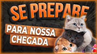 O que eu PRECISO COMPRAR para ter um FILHOTE DE GATO? #filhotesdegato by Cão em Foco Educação Canina 789 views 1 year ago 9 minutes, 15 seconds