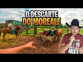 MOREALE VAI DESCARTAR AS VACAS DE LEITE .