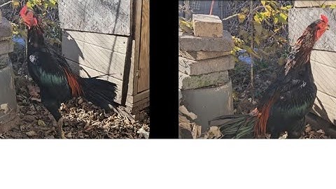 Saib qaib sib ncaw ua sis