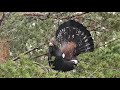 Capercaillie attacks photographer in Scotland HD