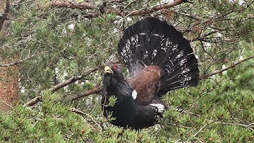 Capercaillie attacks photographer in Scotland HD