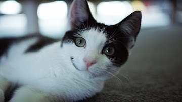 Kitten in 8K - RED Epic-W with Helium 8K S35 Sensor HDR