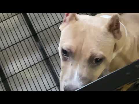 This Dog Food Disappointed Me Sportmixs I M Very Mad Sportmix Piss Me Off 