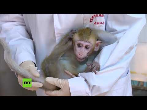 Vídeo: Los Primeros Monos Modificados Genéticamente Se Crearon En China - Vista Alternativa