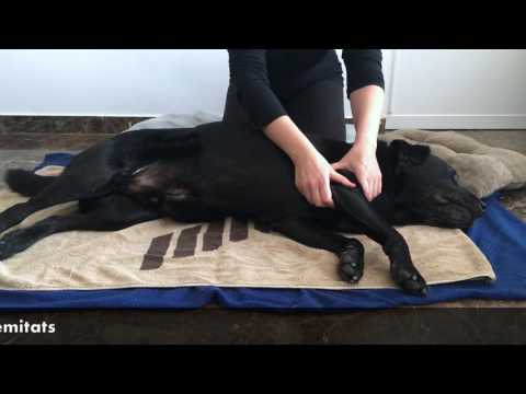 Vídeo: 4 Tècniques Senzilles De Teràpia De Massatge Per A Gossos