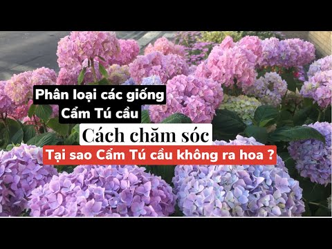 Video: Giống hoa cẩm tú cầu thường xanh - Hoa cẩm tú cầu không rụng lá