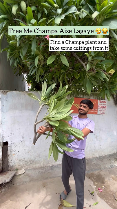 Chalo Free Me Paudha Lagaye #flowers #plants #shorts #youtube