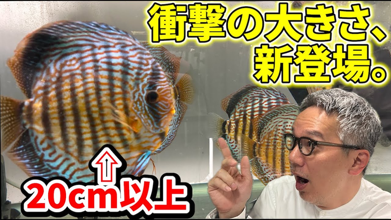 New species] Red Discus Turquoise is also newly arrived 
