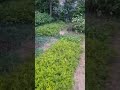 Humra Pyara Khat Per Nursery Me Ghumta Huya Rabbit 🐇🌳🌴🪴🌲🌺