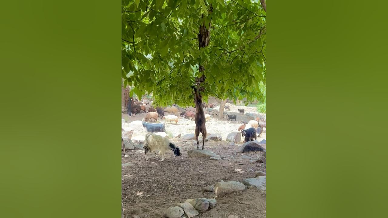 Darwin’s Theory of EVOLUTION in This Goat 🐐Natural selection #nature #travel #goat #evolution #iran Darwin’s Theory of EVOLUTION in This Goat 🐐Natural selection #nature #travel #goat #evolution #iran