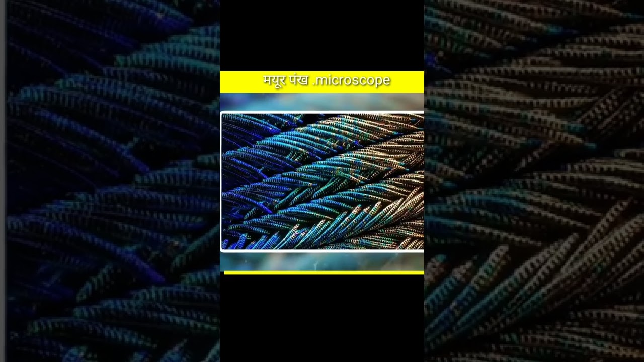 Mor_Ke_Pankh_ko_microscope_Mein Dekha_Gayatrending_viralyoutube