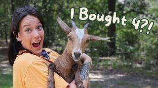 Bringing Home BABY GOATS & Moving the Chickens to the Coop (FARM VLOG)