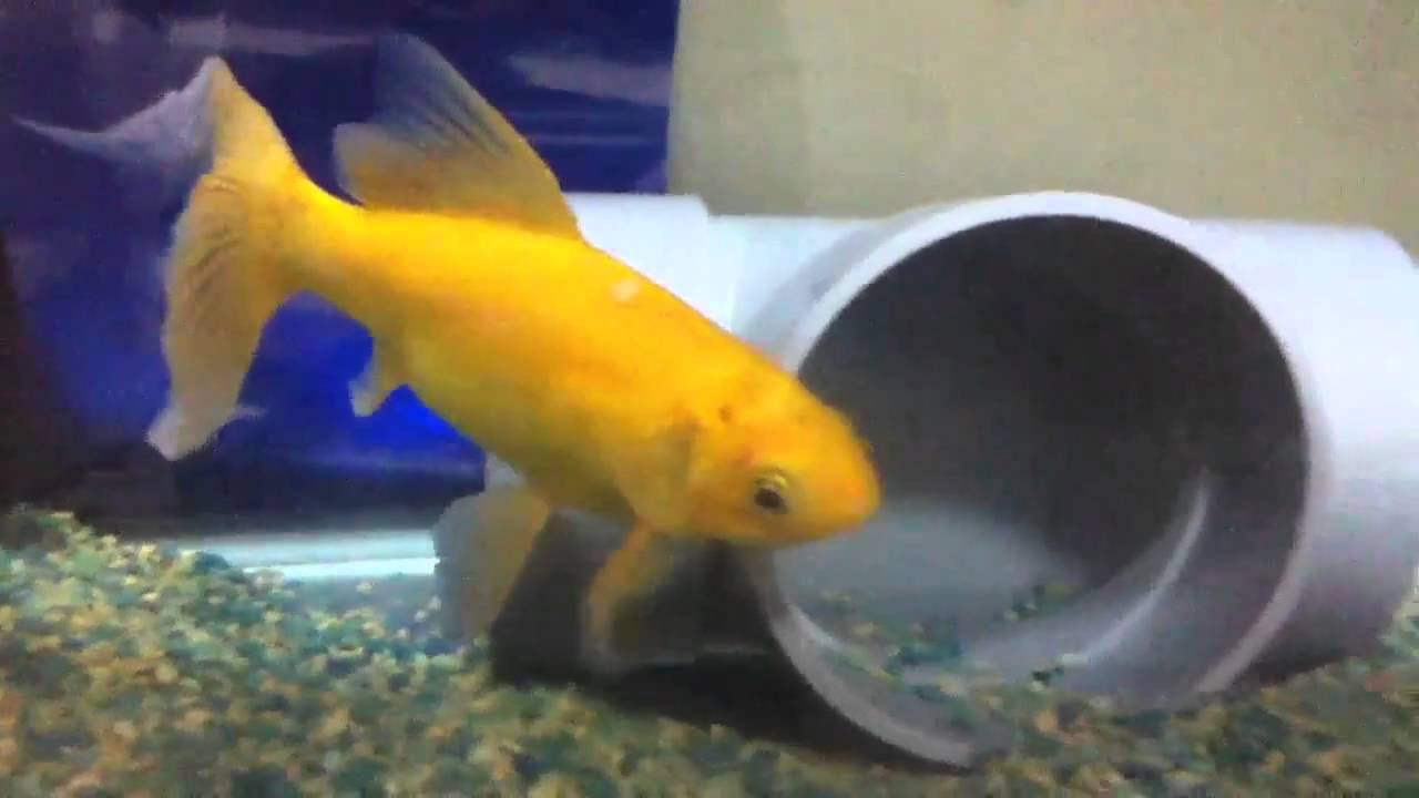 うちで飼っている金色の金魚です Youtube うちで飼っている金色の金魚です Youtube