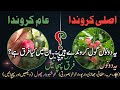 Natal Plum vs Karonda Plant | Which is Better for Home Garden? | Urdu