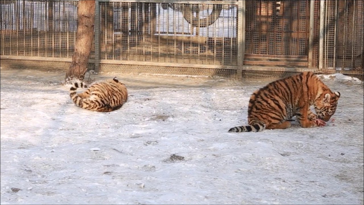 In the zoo in Barnaul, the tiger almost otgryz girls leg 04.04.2016 In the zoo in Barnaul, the tiger almost otgryz girls leg 04.04.2016