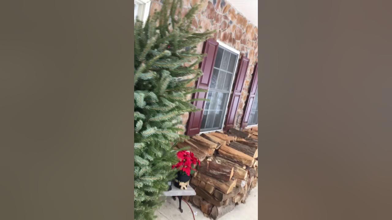 Bringing Balled Christmas Tree into the house YouTube