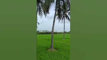 Integrated farming systems/multiple cropping systems !#agriculture #indianfarmers